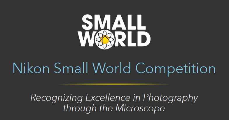 Nikon Small World Photomicrography Competition 2024